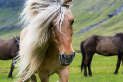 Reisebericht, Färöer, Pferde, Reisen, Wildpferde, Blog, Explorius