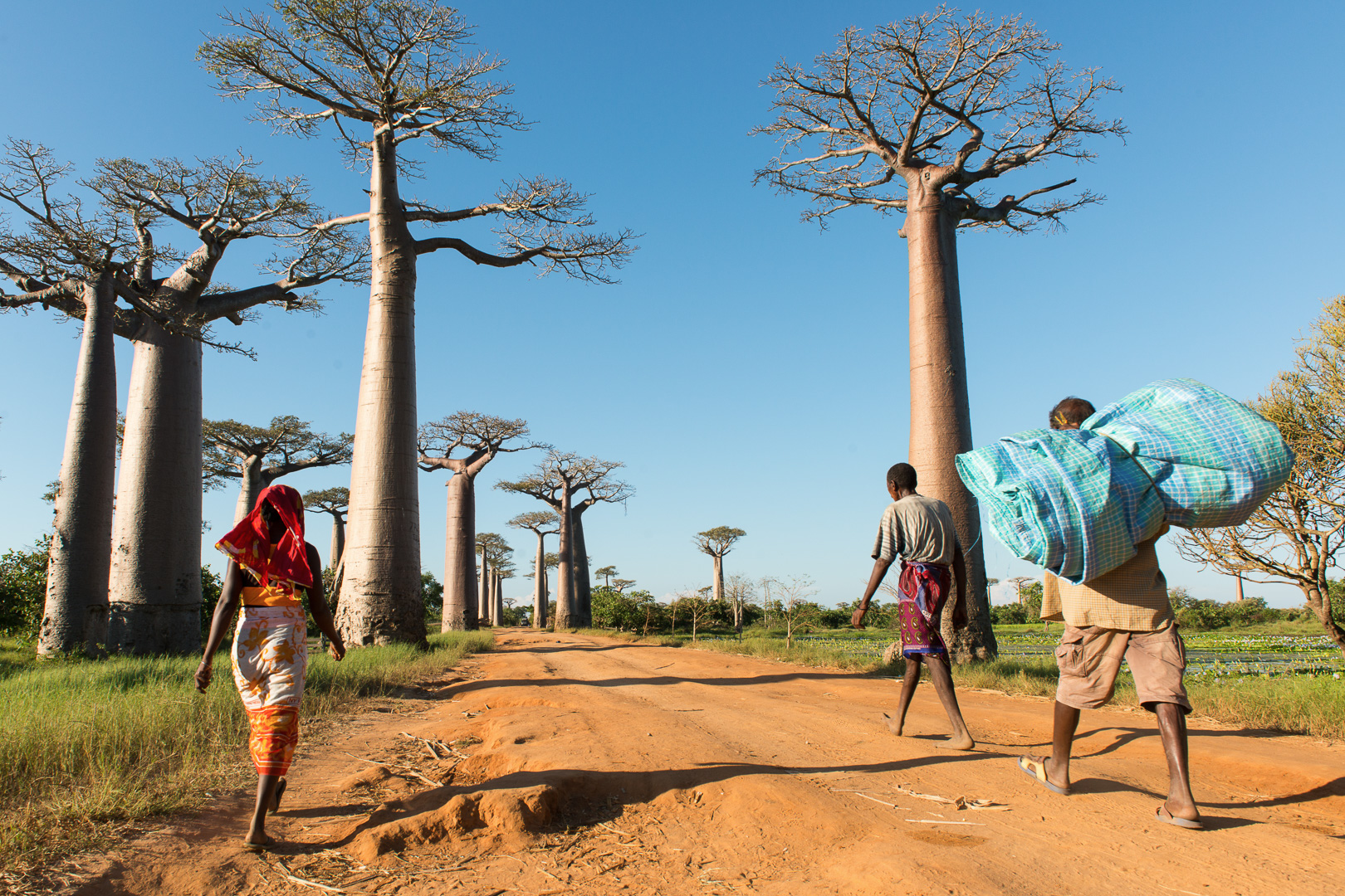Affenbrotbaum Allee, Afrika, Madagaskar, Menschen, zu Fuss, Baobab, Morondava